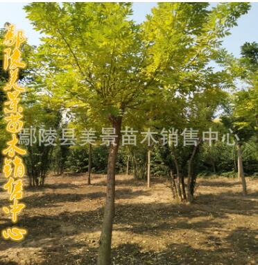 金枝槐金葉槐國槐香花槐龍爪槐毛槐基地直銷園林綠化苗木