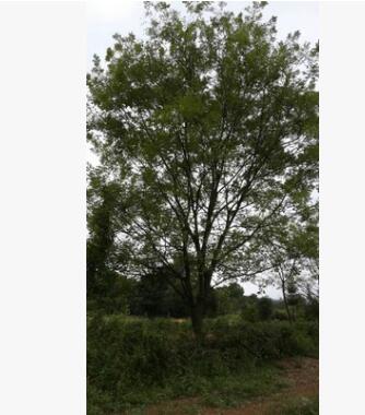 專業供應優質國槐樹18公分至30公分直徑【重點推薦】 國槐樹小苗