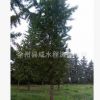 供應(yīng)銀杏樹18cm20cm23m25cm30cm35cm40cm廣西銀杏桂林銀杏