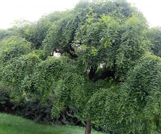 專業供應優質國槐樹15公分至40公分直徑【重點推薦】 國槐樹小苗