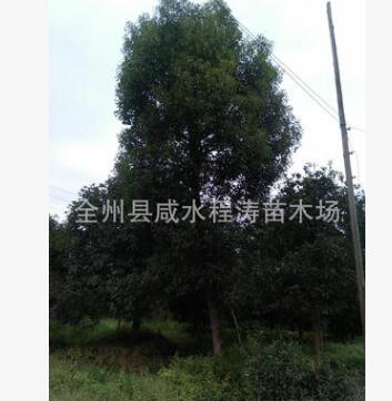 香樟批發 香樟樹基地 1-8-12-15-20-80公分香樟 全冠移植廣西香樟