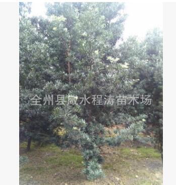 供應(yīng) 羅漢松 造型羅漢松樹 庭院綠化和高檔住宅景觀