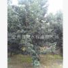 供應(yīng) 羅漢松 造型羅漢松樹 庭院綠化和高檔住宅景觀