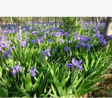 出售球根鳶尾 藍花鳶尾