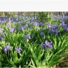 出售球根鳶尾 藍花鳶尾