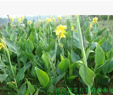 供應綠化苗木 蔥蘭、美人蕉、各種月季