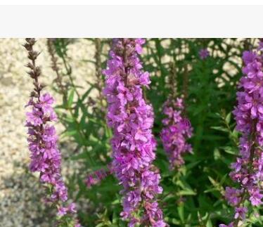 供應水生花卉 千屈菜-水蔥