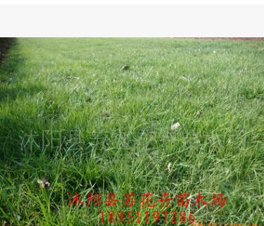 供應高羊茅草坪 高羊茅草皮及種子