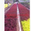 出售紅葉小波苗
