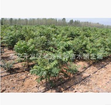 華興苗木場供應紅油香椿1.2公分、1.5公分、2公分香椿 香椿價格