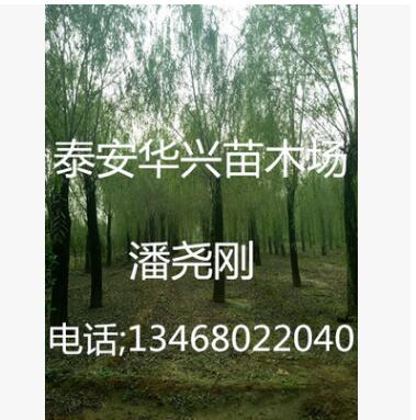 基地出售 20公分、25公分、15公分垂柳 垂柳價格