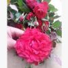 自家種植月季小苗，玫瑰月季苗，月季花，大花月季苗