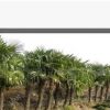 供應綠化苗木,棕櫚,各種規格的棕櫚