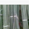 供應竹子，毛竹，楠竹，江南竹