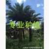 福建中東海棗 漳州銀海棗價格 圖片 漳浦馬口2017棕櫚綠化苗木