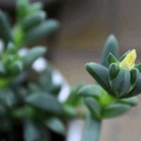 鹿角海棠的栽培種植方式