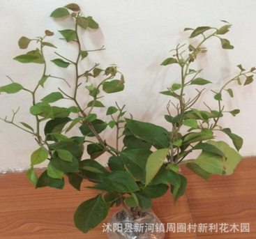 三角梅盆栽花卉 四年三角梅花大苗 植物三角梅花苗 包郵