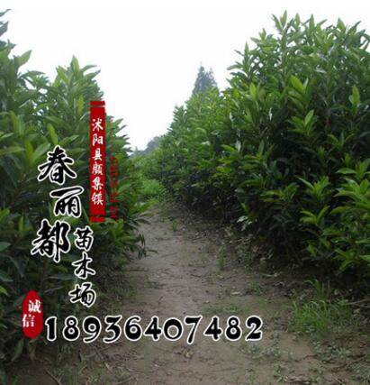 籬笆圍墻專用 珊瑚樹苗/綠化苗木 法國冬青苗 規格齊全 法青苗