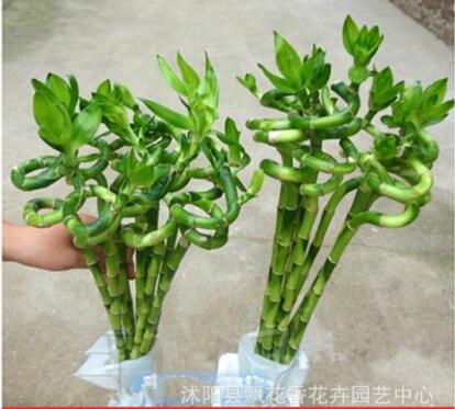 批發水培植物 富貴竹 轉運竹 彎彎竹 寓意健康長壽 美化環境