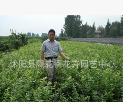 果樹藍莓樹苗 藍莓苗10年大苗 北方種植 南方種植