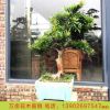 正宗雀舌紅牙海島羅漢松盆景
