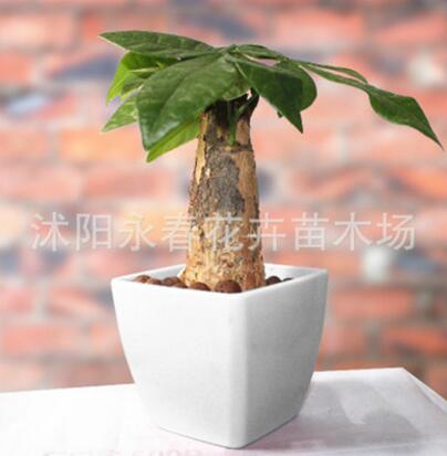 辦公室桌面四季常青植物花卉綠植 發財樹小獨桿發財樹盆栽