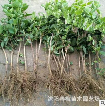 長青藤耐寒植物盆栽 金邊常春藤吊蘭 吸甲醛 凈化空氣 吸苯裝修