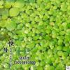 批發優質水生植物 浮萍 浮葉植物 凈水植物 漂浮植物