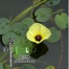 基地直銷優質水生植物 觀花水生植物 水罌粟 水生花卉 量大優惠