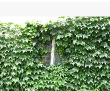 批發供應庭院別墅墻體綠化攀援爬藤植物爬山虎藤蔓長0.8m量大優惠