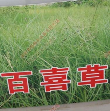 百喜草種子批發 護坡庭院跑道綠化草籽