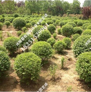 供應工程苗圃庭院別墅綠化苗木小葉造型女貞造型精品圓球量大優惠