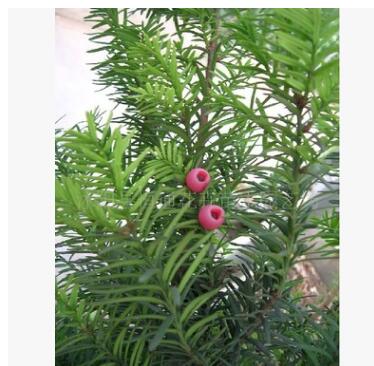 南方紅豆杉--小苗-----批發價 20-40cm高 規格全