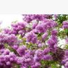 四季丁香花苗 庭院/盆栽植物 丁香花樹苗 320天循環(huán)開花 香飄十里