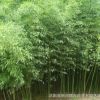 綠化工程庭院綠化苗木 剛竹苗 四季常青竹子小苗 規(guī)格齊全
