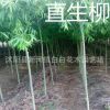 綠化苗木直銷 柳樹苗 垂柳樹苗 垂柳苗 速生竹柳苗批發(fā) 規(guī)格齊全