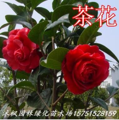 六角大紅茶花樹苗 茶花苗 茶花盆景 山茶花苗 規(guī)格齊全