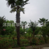 大量供應綠化苗棕櫚規格齊全歡迎選購