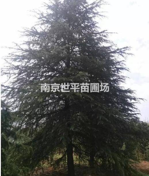 5米5雪松價格 6米5雪松價格 7米5雪松價格 8米5雪松