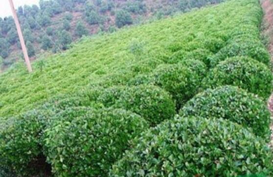 冬青，新冬青報(bào)價(jià)冬青產(chǎn)地