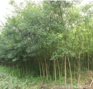 基地批發(fā)綠化苗木國槐樹苗國槐小苗 速生國槐苗規(guī)格齊全工程綠化