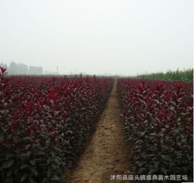 基地批發速生紫葉李樹苗 規格齊全 綠化工程苗木 紅葉李 根系發達