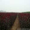 基地批發速生紫葉李樹苗 規格齊全 綠化工程苗木 紅葉李 根系發達