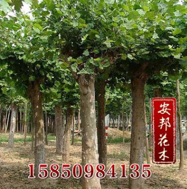 批發(fā)供應(yīng)優(yōu)質(zhì)苦楝苗 綠化喬木 易成活 品種齊全