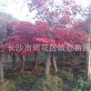 高桿紅楓 彩葉綠化苗木