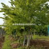 2017年春移栽五角楓、樸樹、紅果冬青、無患子