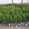 批發(fā)綠化植物工程龍柏樹苗 龍柏苗 小龍柏 綠化龍柏球 規(guī)格齊全