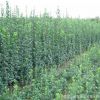 批發(fā)北海道黃楊 北海道黃楊小苗 黃楊苗綠籬工程綠化