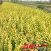 女貞苗批發(fā)工程綠化金葉女貞小苗 規(guī)格齊全工程綠化苗木金葉女貞