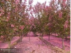 QQ截圖20180110124247 - 副本 - 副本